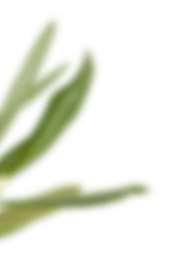 Olive land