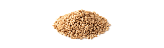 Barley and wheat malts