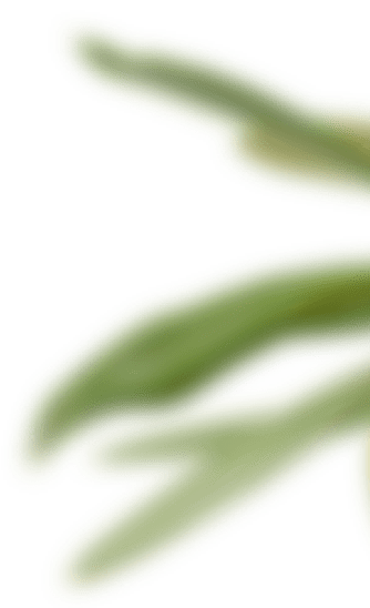 Olive land